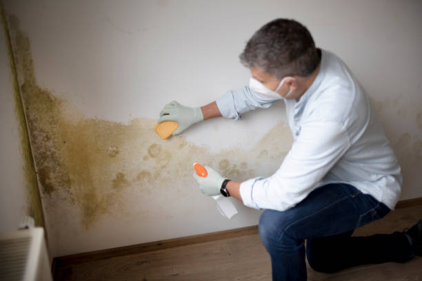 Mold Documentation for Insurance Claims in Eufaula, AL